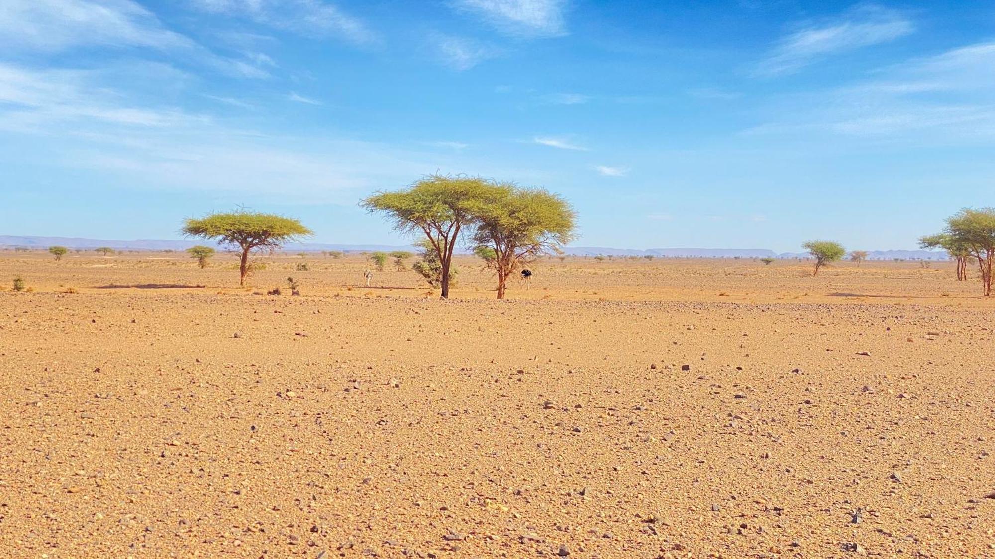 El Gouera Atta Desert Camp מראה חיצוני תמונה